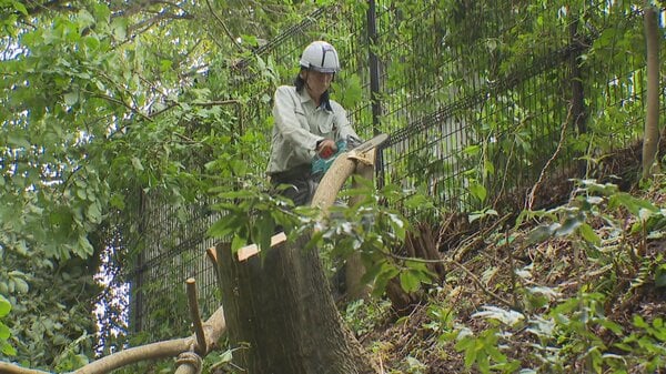 クマの出没リスクを減らせ！富山市の保育所周辺でオニグルミとミズキを伐採 富山県が「ツキノワグマ出没警報」発令中｜FNNプライムオンライン - FNNプライムオンライン