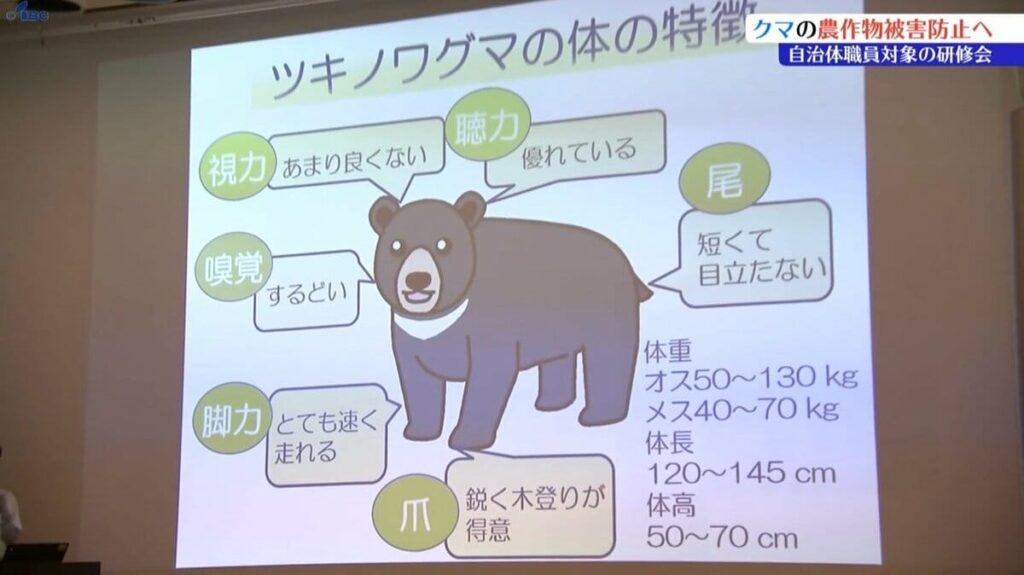ツキノワグマによる農作物被害の防止のため 市や町の担当者に向けた研修会 岩手 | IBC NEWS | IBC岩手放送 - TBS NEWS DIG