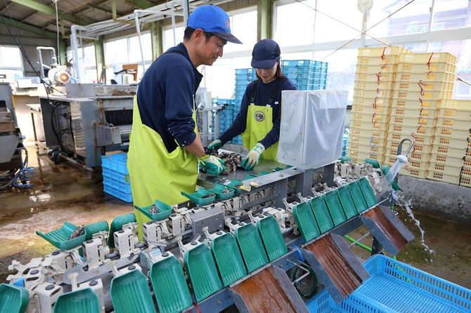 収穫したかきは港にある作業場に運び、洗浄した後、機械に載せて重さで選別する。手際よく作業を進める亮さんと玲香さん。すでに重要な戦力になっている。