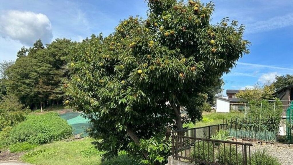 【速報】クリ拾いをしていた男性がクマに襲われ軽傷 群馬・みなかみ町 - 上毛新聞電子版