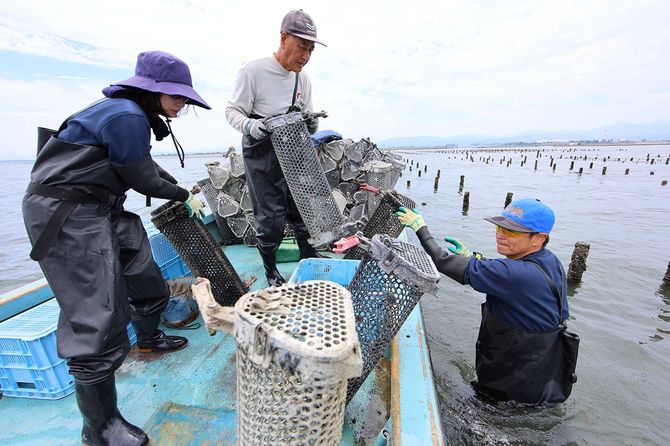 くいが立つところが養殖場。くいにはロープが渡され、ここにカゴをかけてかきを育てる。この日はカゴの交換日。亮さんが海に入ってカゴを引き上げ、船上の赤松さんと玲香さんが連携してかきを移し替えていく。「二人が来てくれて本当に助かっています」と赤松さん。
