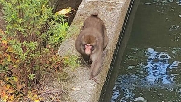 「飛びかかってきた」興奮状態のサル、富山県滑川市で連日目撃 小学校登下校時のパトロール強化｜FNNプライムオンライン - FNNプライムオンライン