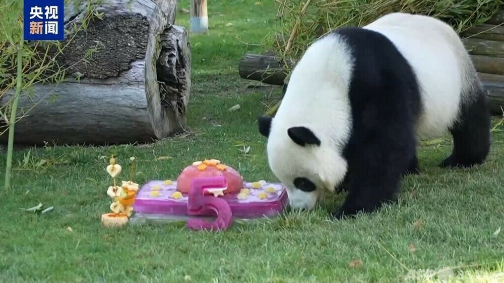 スペイン・マドリード動物園でパンダの誕生日イベント　写真1枚　国際ニュース：AFPBB News