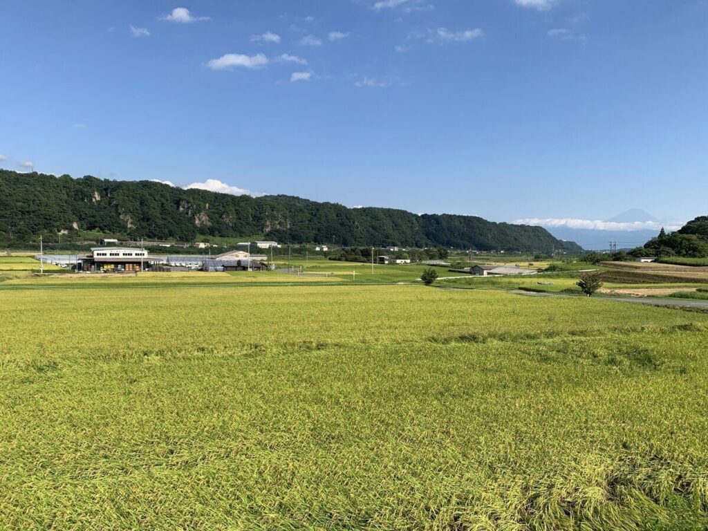 米どころ・山梨県韮崎市で、黄金色の田んぼと富士山の共演を楽しむ! お米にまつわるふるさと納税返礼品も | マイナビニュース