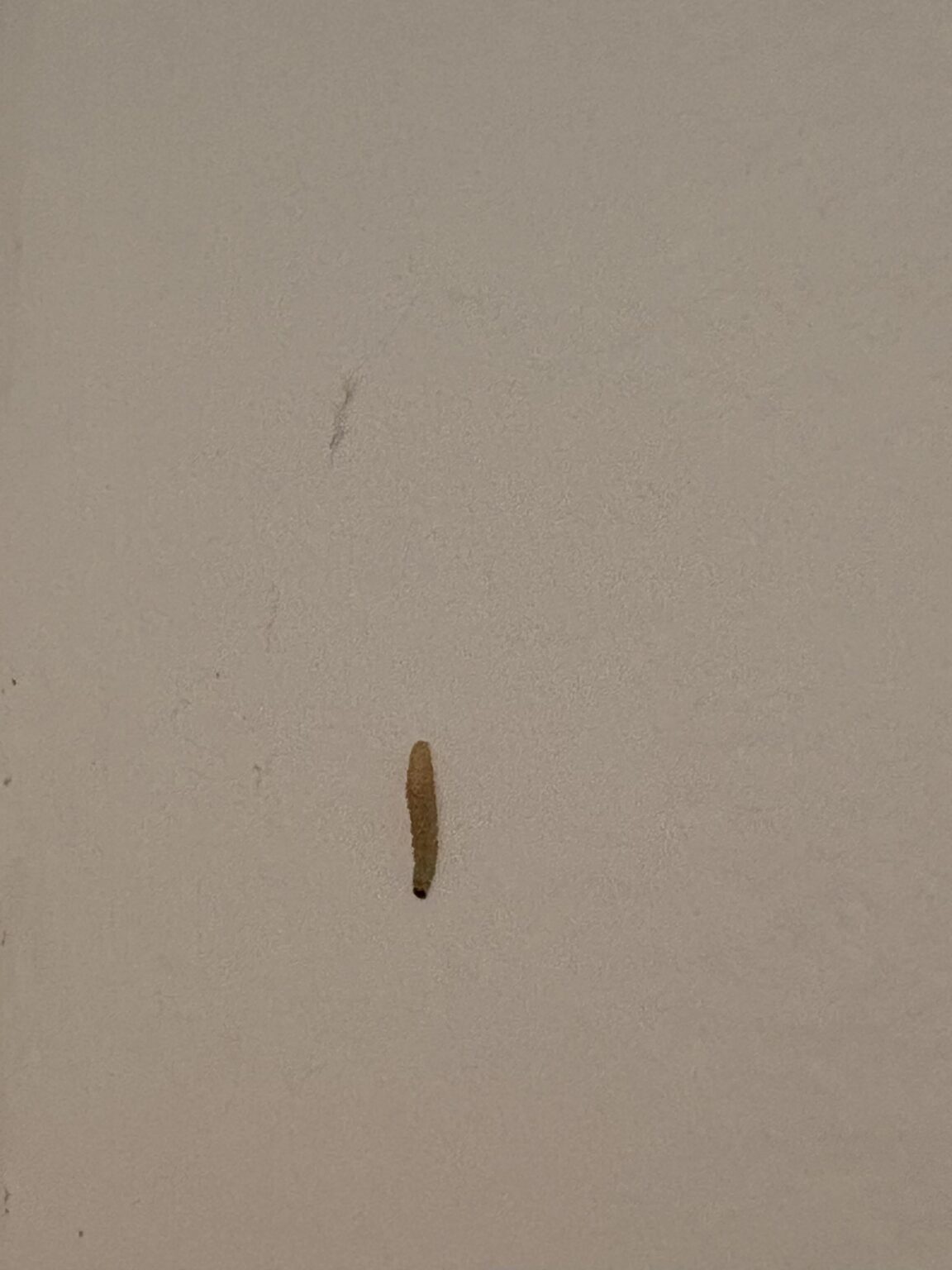 私が私のキッチンで見たこのバグは何ですか？どうすればそれらを取り除くことができますか？