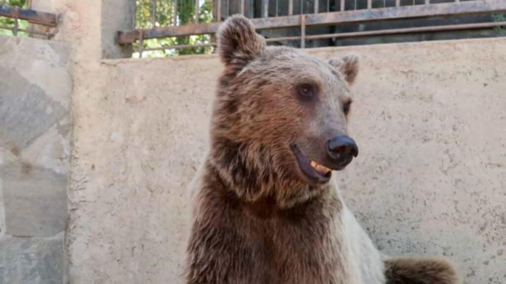 クマが果物食べ過ぎ、担架に乗せられＭＲＩ検査 トルコ