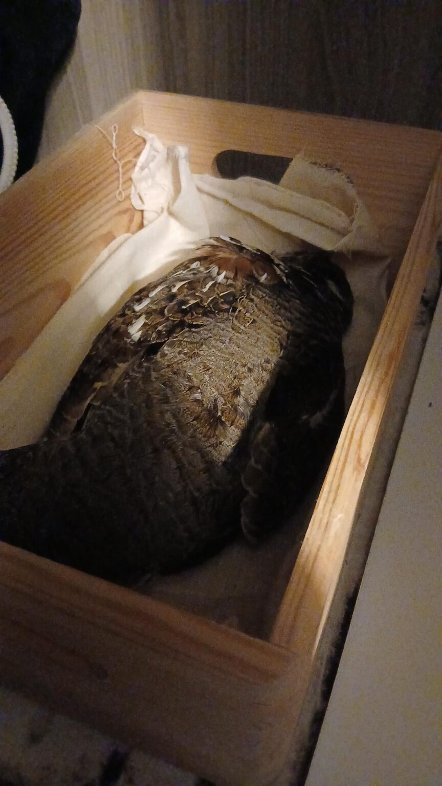 負傷した鳥が見つかりました