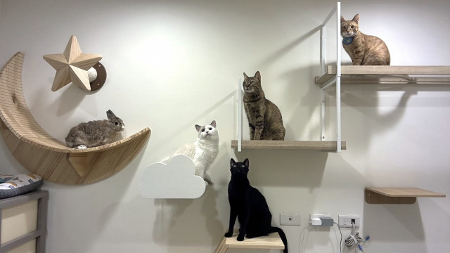 長彩、台湾発の猫用品「MYZOO」が人気 キャットウォークを使ったレイアウトサービスも好評