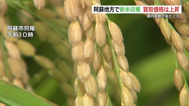阿蘇の新米60kg 買取価格は値上がりし3万円超える　「買い控え」の懸念も