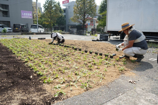 岡山芸術交流 街中にタンポポ畑　２６日開幕前に作品制作状況公開