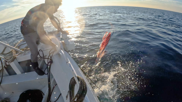 今が旬！イカの一大産地・佐賀県呼子の “神イカ漁師”に密着 おススメのイカの食べ方も紹介（日テレTOPICS）｜ｄメニューニュース（NTTドコモ）