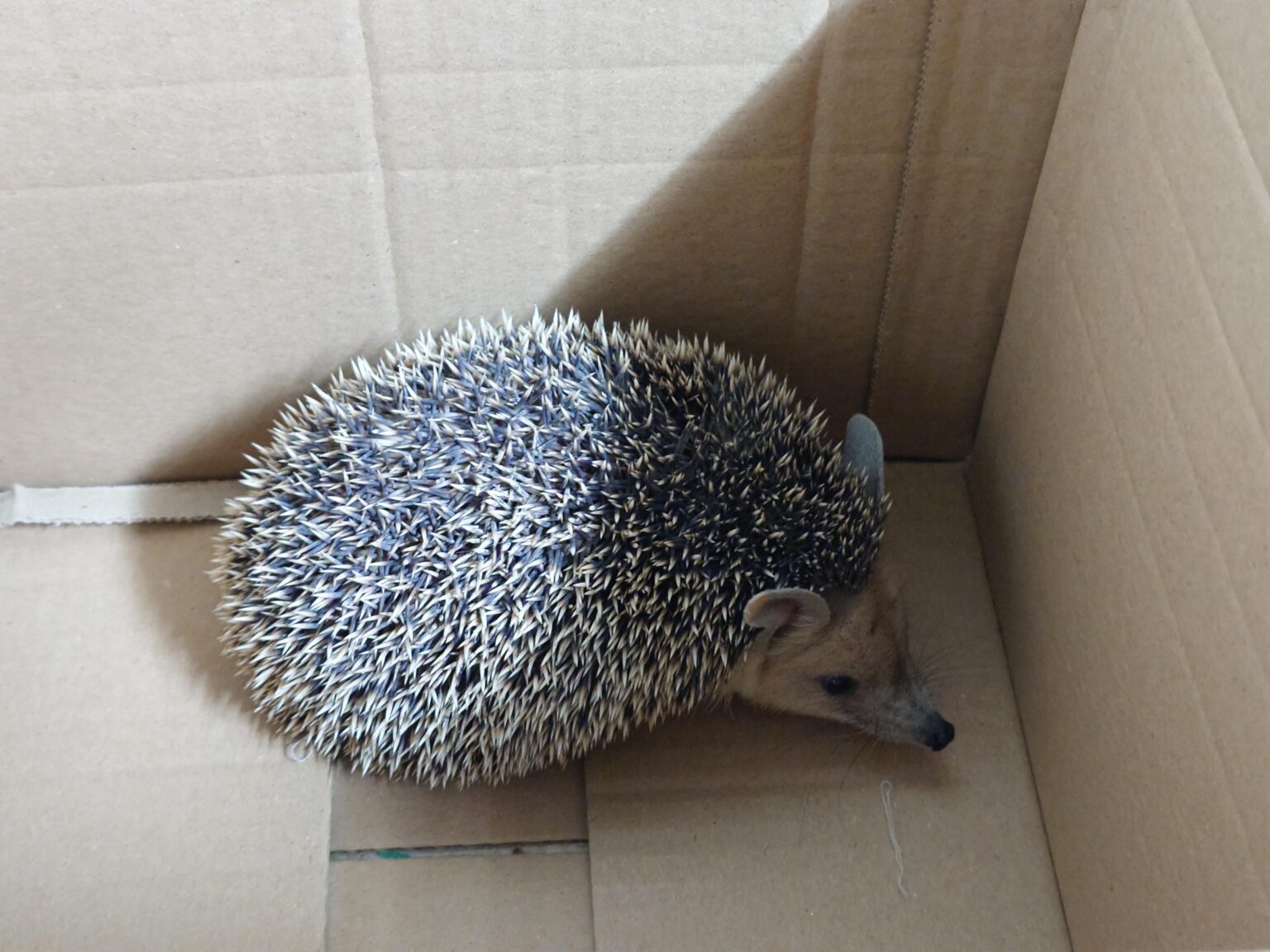 私たちは街の中心部に住んでおり、私たちの庭でソニックを見つけました。猫は彼の周りで遊んでいて、それは怖いです。私たちはそれを何に養い、それをどうするか？