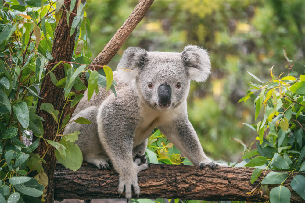 Australia approves first vaccine to save koalas from chlamydia