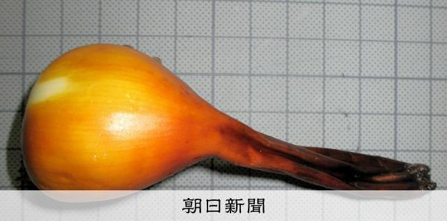 タマネギと間違え、食べた80代死亡 有毒植物イヌサフランの球根 岡山県