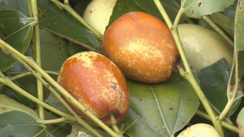 秋の味覚「ナツメ」の収獲始まる 甘露煮の食材として人気 岐阜・高山市