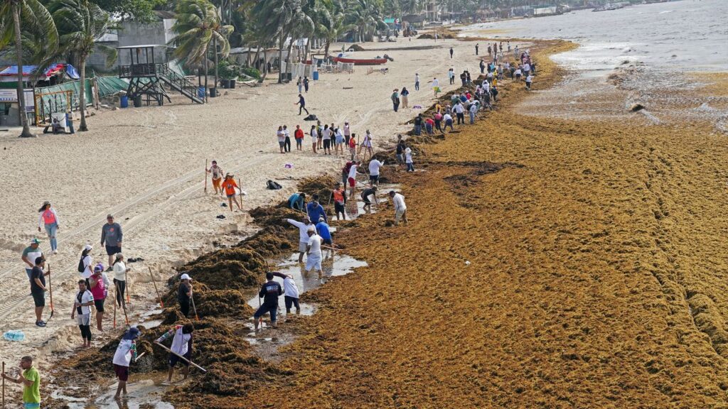 メキシコのビーチに大量漂着する海藻をエネルギーに？ バイオ燃料化計画が進行中 | WIRED.jp