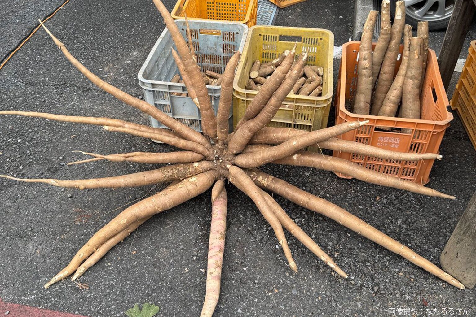 【魔境】群馬の路上で販売される謎の生命体、その正体に衝撃走る　「さすがグンマー」の声も… – Sirabee