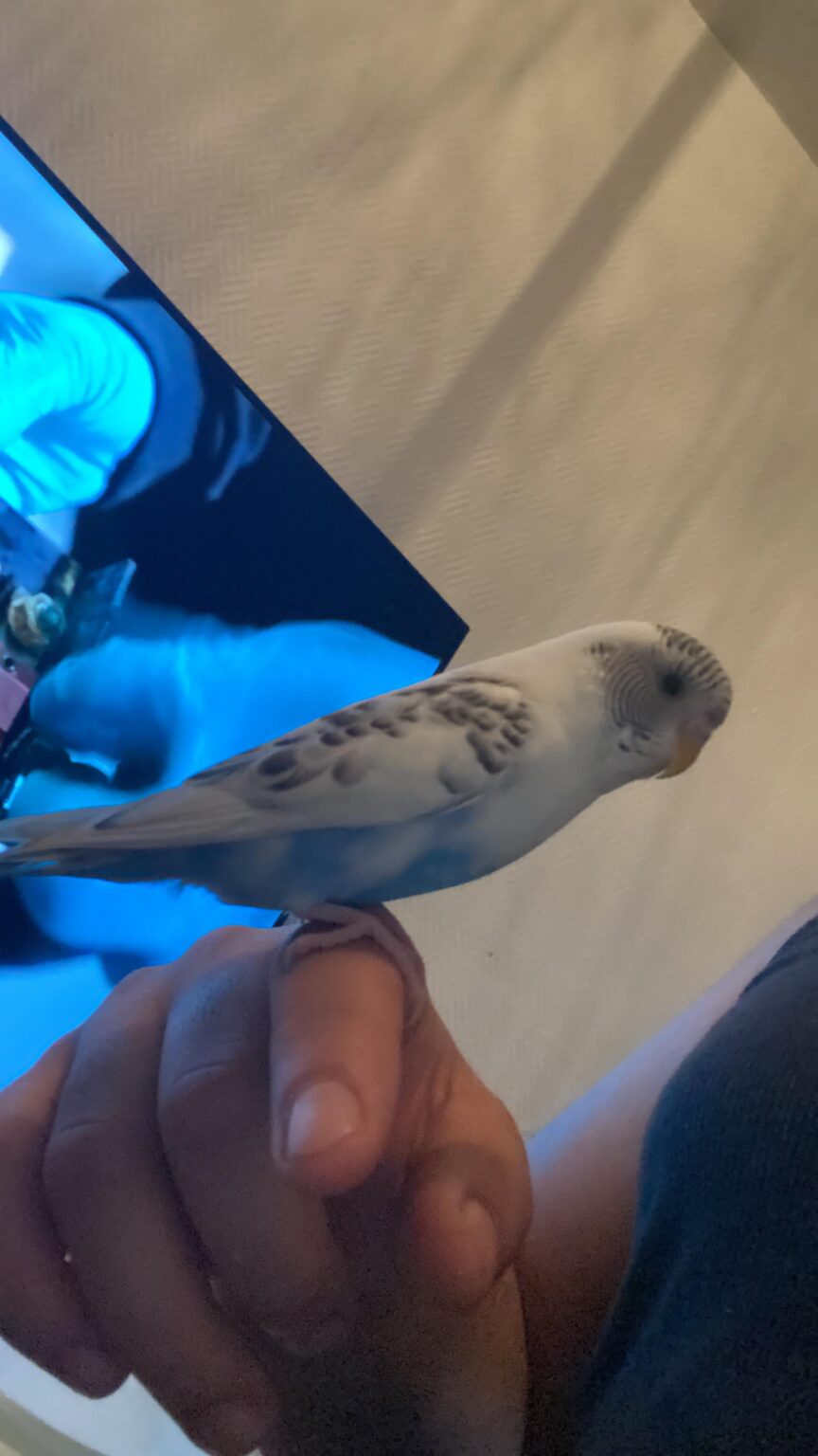 ブッジーを飼いならしてください