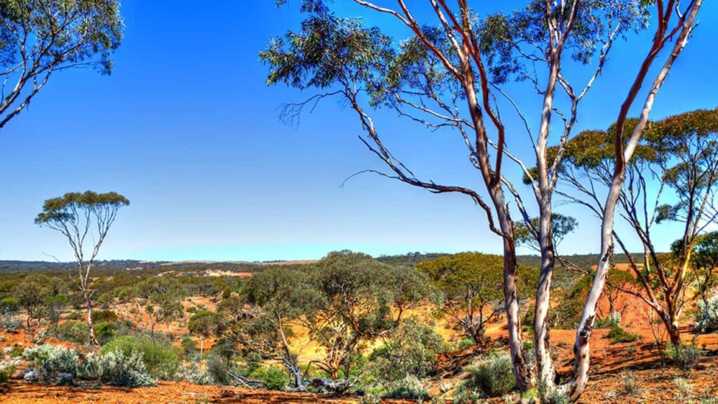 Rural landscape, Western Australia, Australia