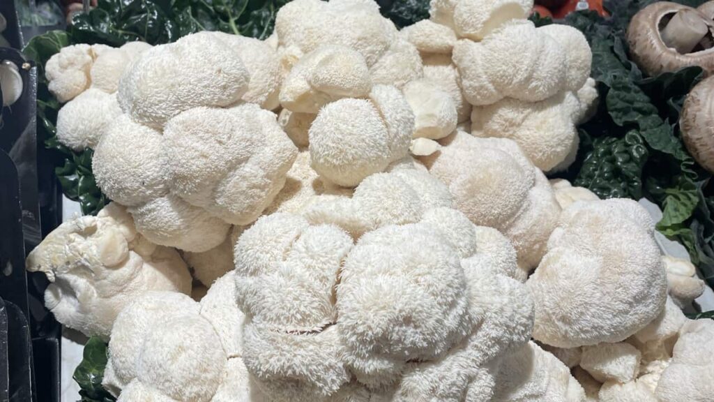 Lion’s Mane Mushroom.jpeg