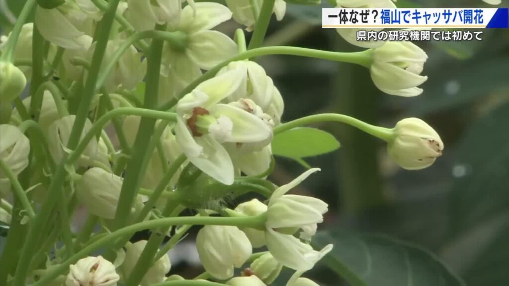 国内でも珍しい！ タピオカの原料「キャッサバ」が開花 広島県内の研究機関で初めて 福山大学