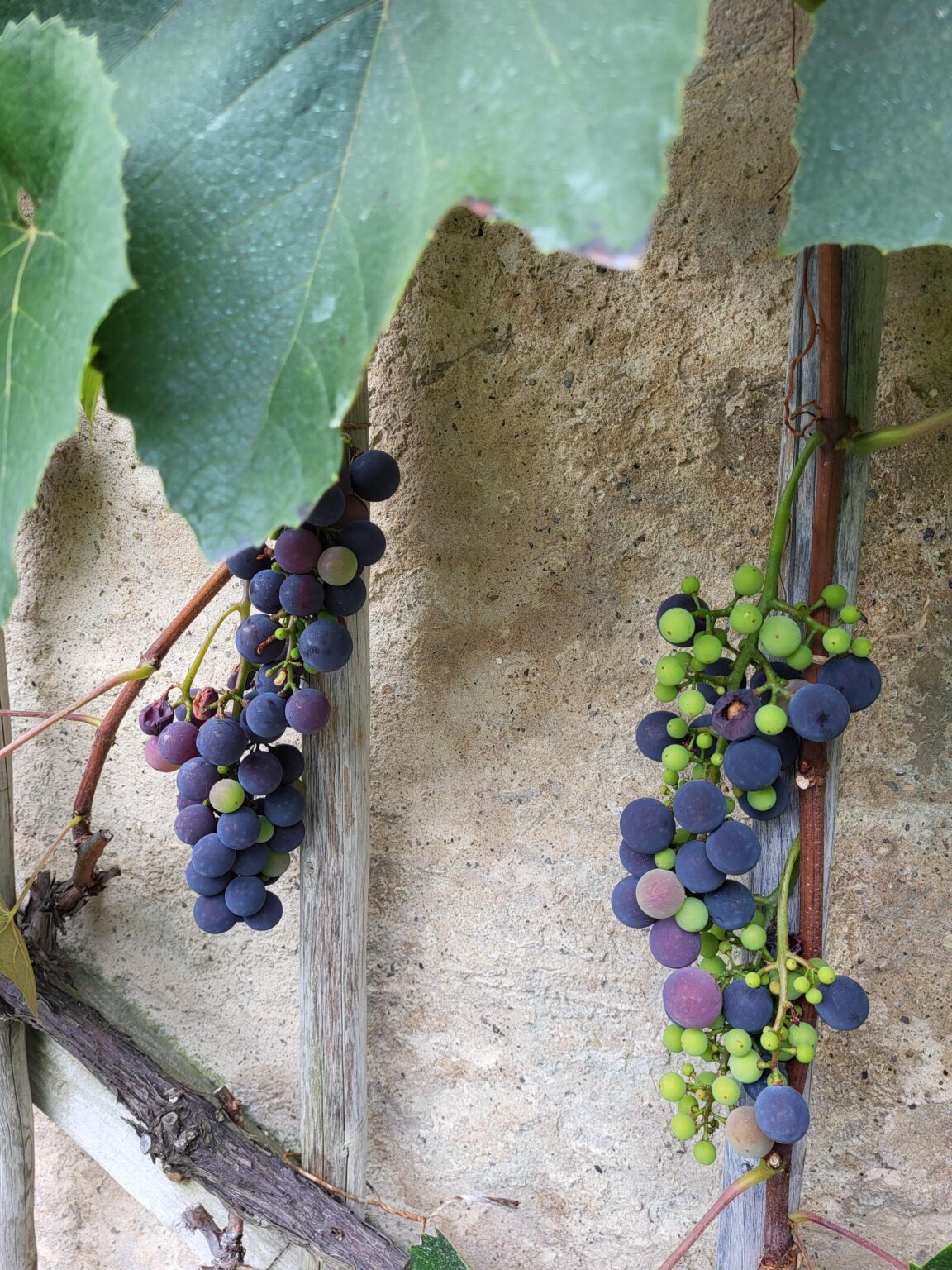 スイスにはこれらのブドウを販売しているお店はありますか（Muscat Bleuと思います）？私は植物ではなく、ブドウについて話している。