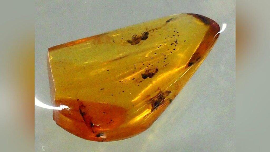 ９０００万年前の寄生バチ、久慈で見つかった琥珀内に…恐竜時代の地層からは日本初