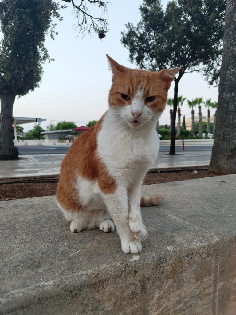 バレッタ猫🔥🔥🔥