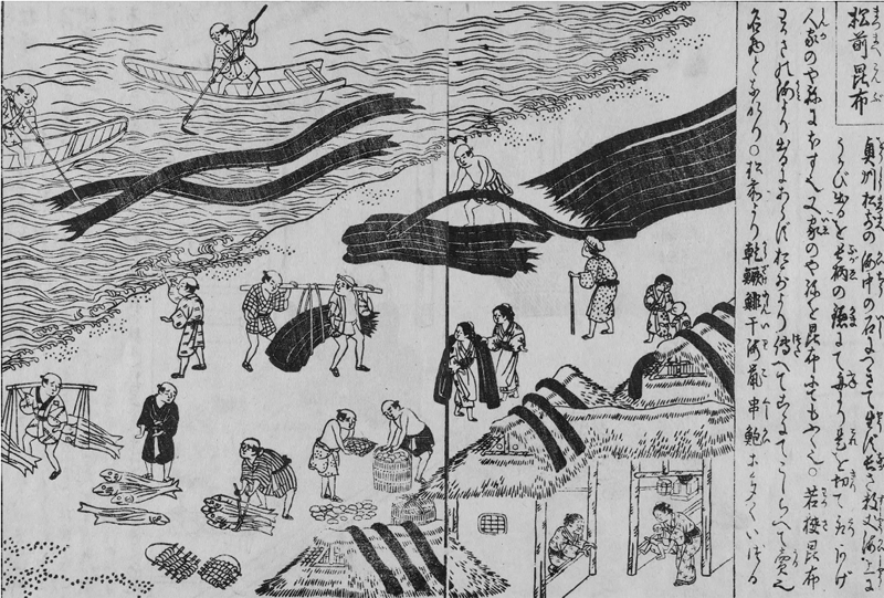 『日本山海名物圖繪』（国立国会図書館蔵）に描かれた、江戸時代の蝦夷松前における昆布生産の様子。昆布を乾燥させるため、浜辺や家の屋根の上、道などに昆布を並べている。