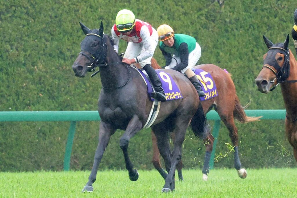 アルマヴェローチェが左前浅屈腱炎を発症 秋華賞断念 ９か月以上の休養を要する見込み - 東スポ競馬