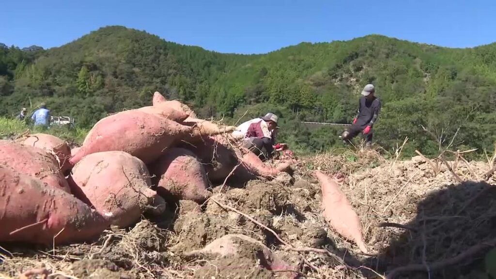 共有