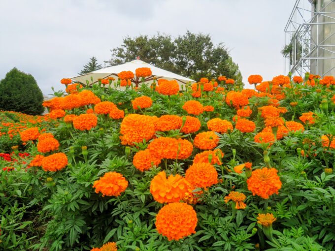 園内に咲くマリーゴールド