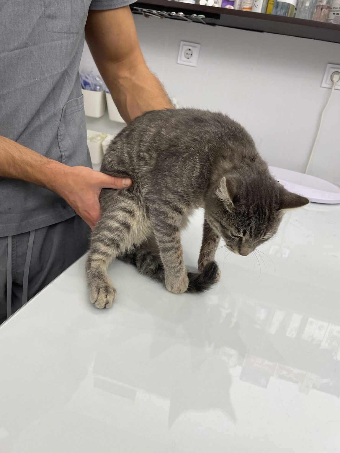 隣人が私の猫を撃ったが証拠がない