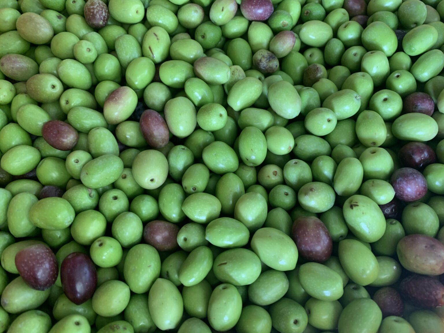 【香川県の木】県産オリーブ収穫中 丁寧に手摘みで作り上げる和のオリーブオイル | かがわ経済ニュース|経レポオンライン 【香川県の木】県産オリーブ収穫中 丁寧に手摘みで作り上げる和のオリーブオイル | かがわ経済ニュース|経レポオンライン