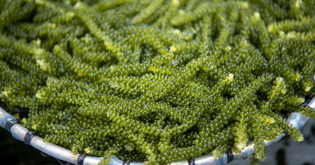 沖縄、海産物の陸上養殖が全国最多186件　海ぶどう7割、ウニやエビも - 琉球新報デジタル