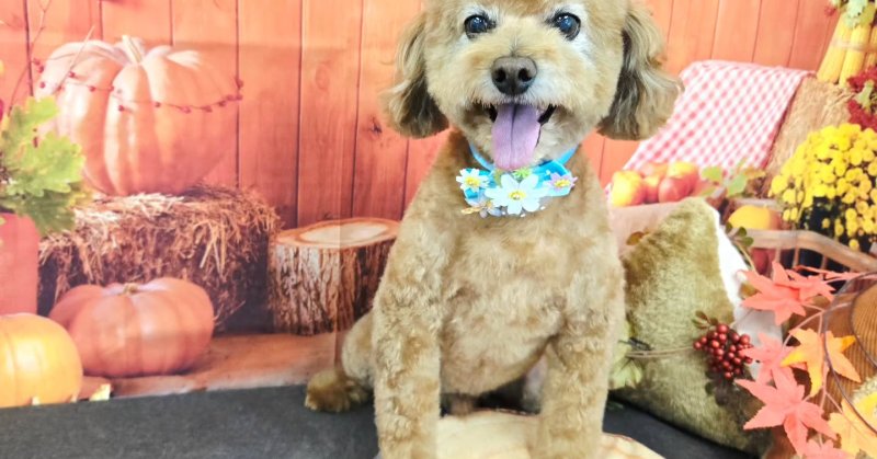 (( 2025.10.02 ))本日ご来店のモデルくん🐶いつもご来店頂き有難うございます🤲🏻....☎︎024-503-0279予約専...（2025.10.02） | 福島市のトリミングサロン 犬の美容室Poo（プー）│トリミング・ペットホテル・南福島・ペット