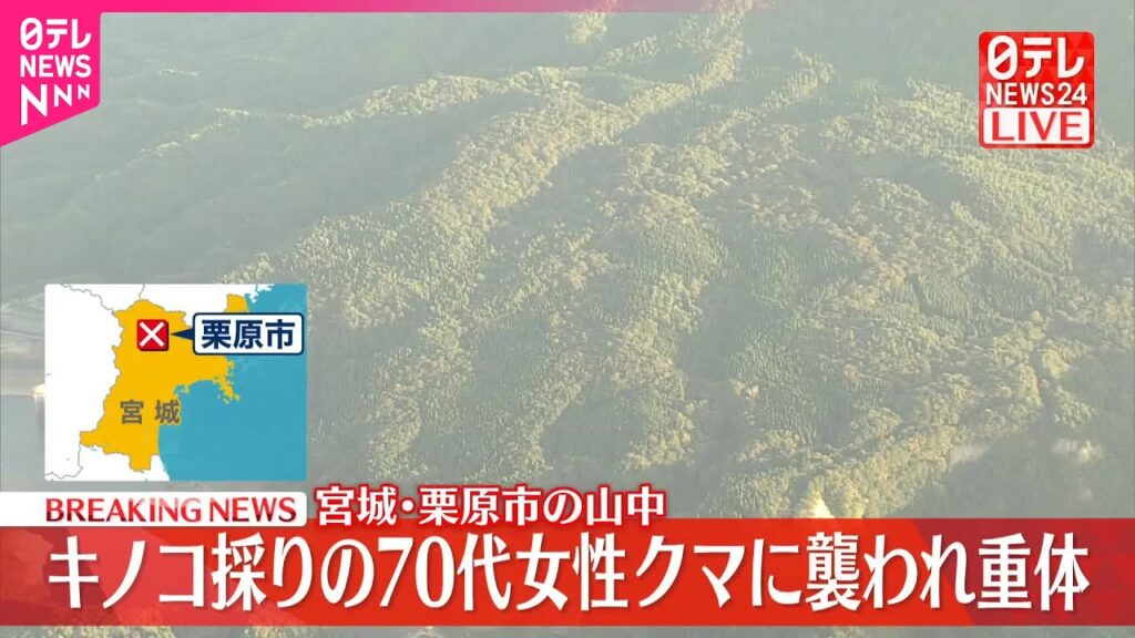 【速報】山でキノコ採りの70代女性、クマに襲われ重体　宮城・栗原市