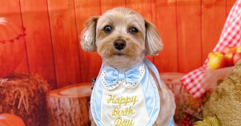 (( 2025.10.03 ))本日ご来店のモデルくん🐶今月6歳のお誕生日だそうです🎉🧸🎂Happy Birthday🎂🧸いつもシャン...（2025.10.03） | 福島市のトリミングサロン 犬の美容室Poo（プー）│トリミング・ペットホテル・南福島・ペット