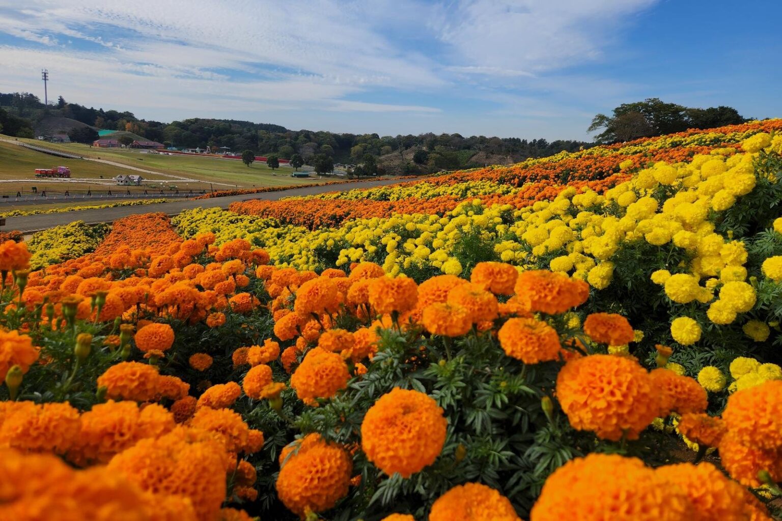 東京ドイツ村“約11万株が咲く”日本一のマリーゴールド畑、大輪の花が彩るオレンジ＆黄色の絶景 - ファッションプレス
