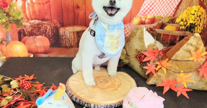 (( 2025.10.03 ))本日ご来店のモデルくん🐶Acocoセットを使用してふわっふわになりました！そして今月お誕生日だそうです！🎉🎂...（2025.10.03） | 福島市のトリミングサロン 犬の美容室Poo（プー）│トリミング・ペットホテル・南福島・ペット