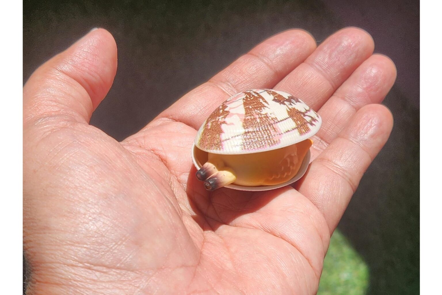 焼き網に並べてもリアルすぎる!?　水鉄砲「あさりのみずピュー」は買い！ - ケータイ Watch