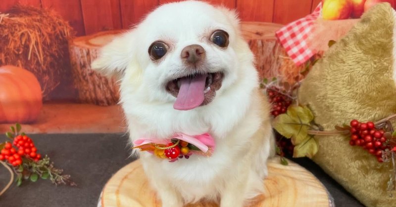 (( 2025.10.05 )).本日ご来店のモデルちゃん🐶🐾⁡いつもご来店頂き有難うございます🤲🏻....☎︎024-503-02...（2025.10.05） | 福島市のトリミングサロン 犬の美容室Poo（プー）│トリミング・ペットホテル・南福島・ペット