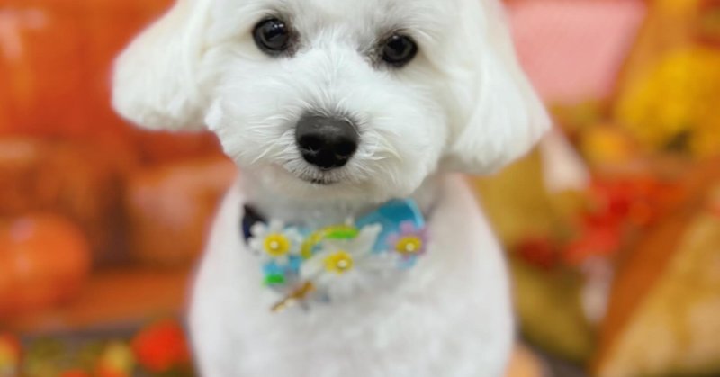 (( 2025.10.05 ))本日ご来店のモデルちゃん🐶Acocoシャンプーでふわふわになりました😊いつもご来店頂き有難うございます....（2025.10.06） | 福島市のトリミングサロン 犬の美容室Poo（プー）│トリミング・ペットホテル・南福島・ペット