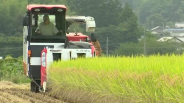 愛媛県のブランド米“ひめの凜”収穫最盛期 愛媛