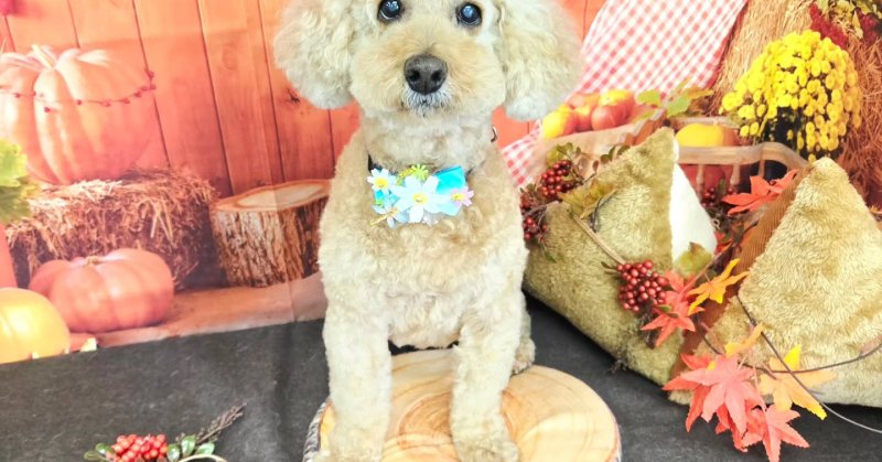 (( 2025.10.08 ))本日ご来店のモデルくん🐶いつもご来店頂き有難うございます🤲🏻....☎︎024-503-0279予約専...（2025.10.08） | 福島市のトリミングサロン 犬の美容室Poo（プー）│トリミング・ペットホテル・南福島・ペット