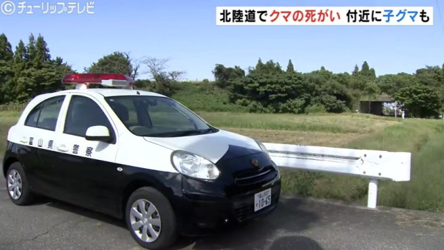 高速道路に親グマと子グマ2頭の死骸 周辺にもう1頭の子グマがウロウロ 高速は一時通行止めに 富山