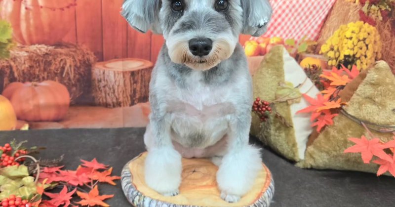 (( 2025.10.09 ))本日ご来店のモデルちゃん🐶Acocoセットを使用してさらさらになりました！いつもご来店頂き有難うござ...（2025.10.09） | 福島市のトリミングサロン 犬の美容室Poo（プー）│トリミング・ペットホテル・南福島・ペット