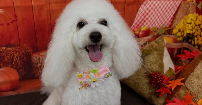 (( 2025.10.08 ))本日ご来店のモデルちゃん🐶ジェルパックでしっとり保湿バッチリです！✨️いつもご来店頂き有難うござい...（2025.10.08） | 福島市のトリミングサロン 犬の美容室Poo（プー）│トリミング・ペットホテル・南福島・ペット