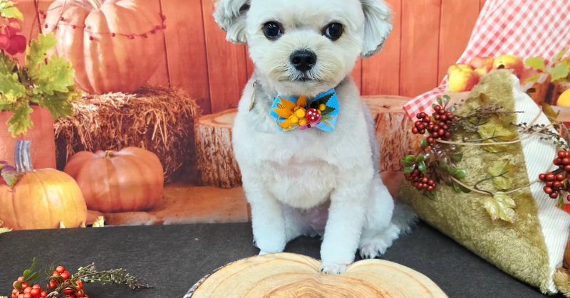 (( 2025.10.11 ))本日ご来店のモデルくん🐶Acocoセットを使用してしっとりさらさらになりました！いつもご来店頂き有難うこ...（2025.10.11） | 福島市のトリミングサロン 犬の美容室Poo（プー）│トリミング・ペットホテル・南福島・ペット