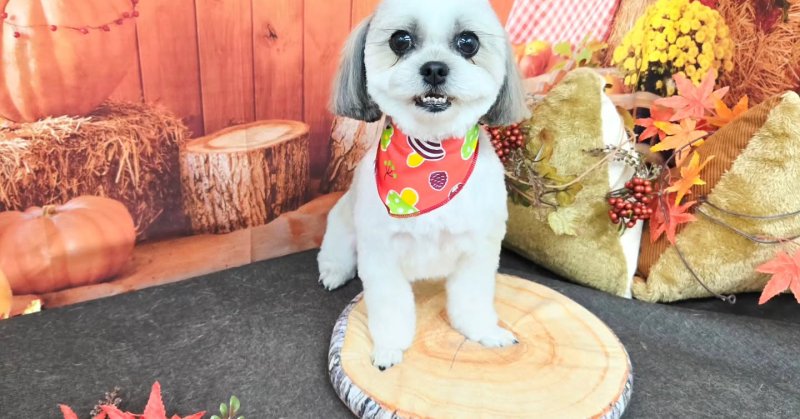 (( 2025.10.12 ))本日ご来店のモデルちゃん🐶Acocoシャンプーを使用してふわさらになりました！いつもご来店頂き有難うご...（2025.10.12） | 福島市のトリミングサロン 犬の美容室Poo（プー）│トリミング・ペットホテル・南福島・ペット